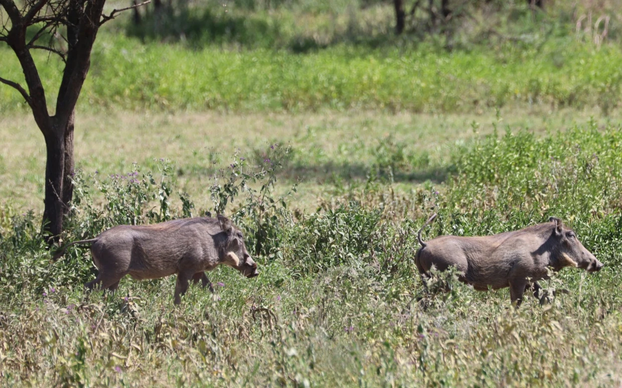 Arusha National Park