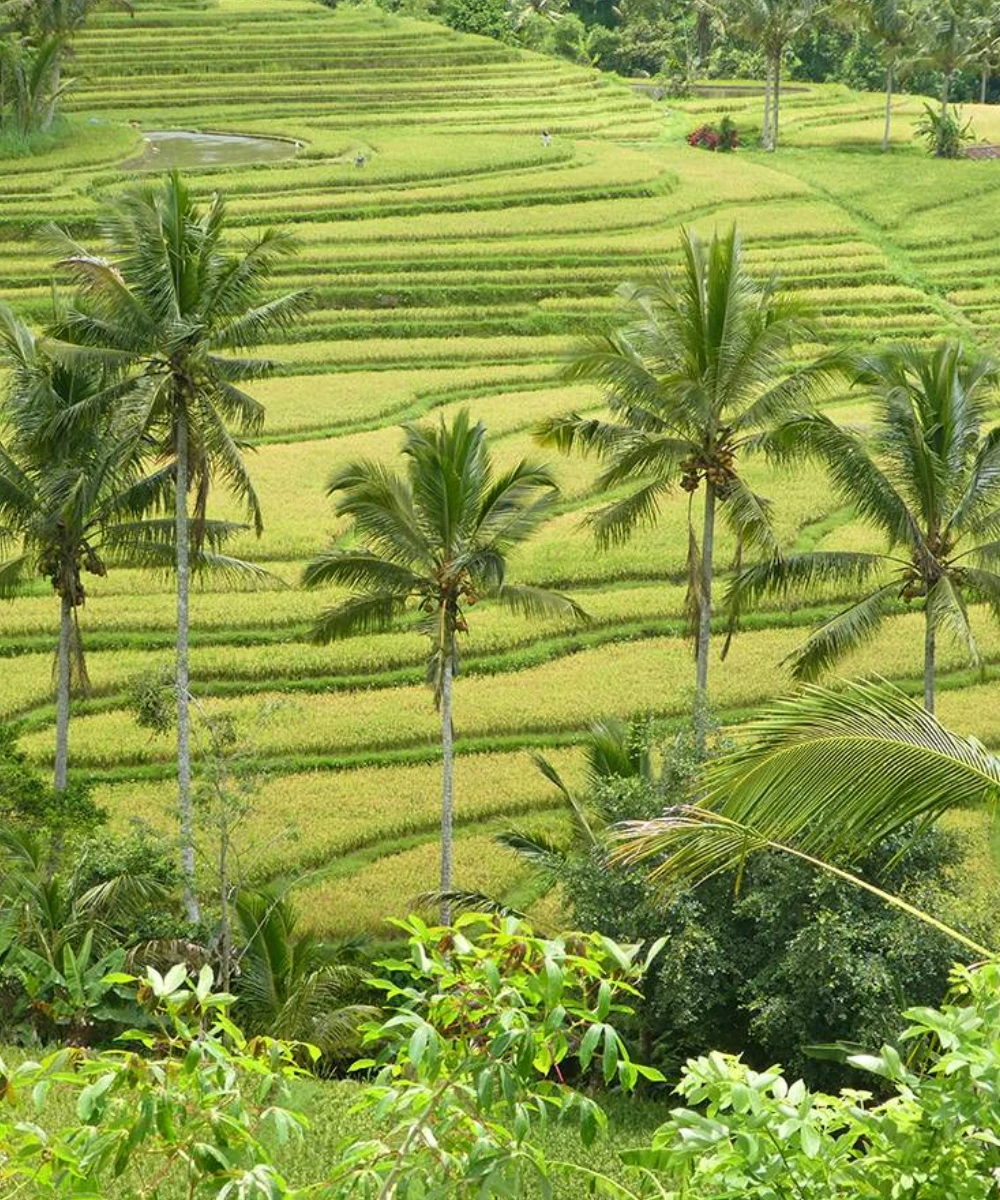 Bali Destination