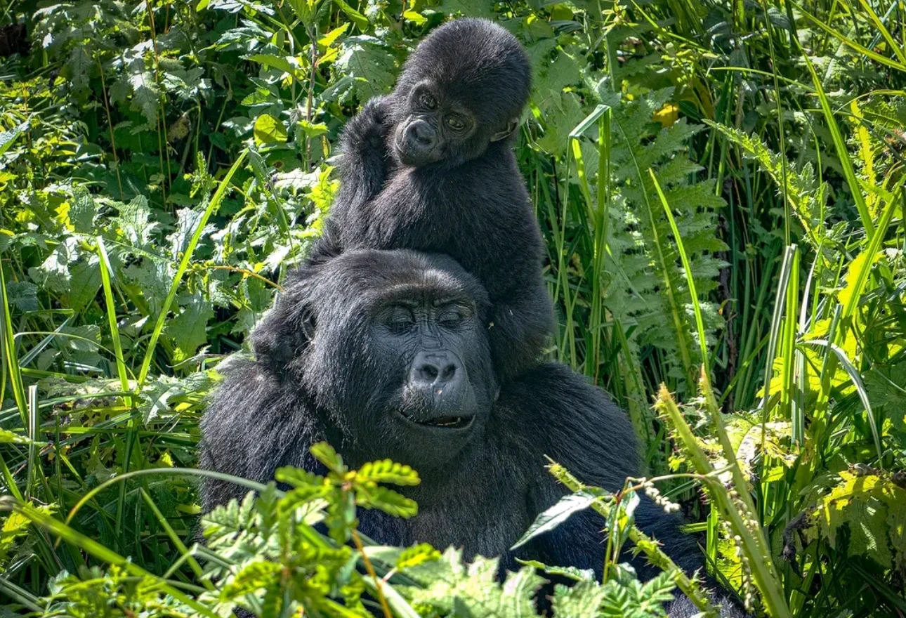 Bwindi National Park