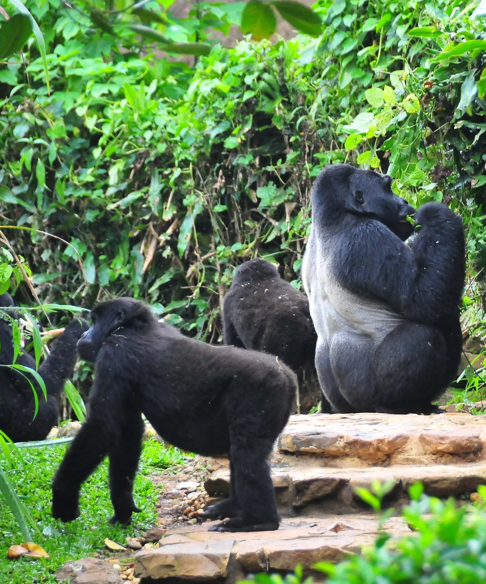 Bwindi National Park