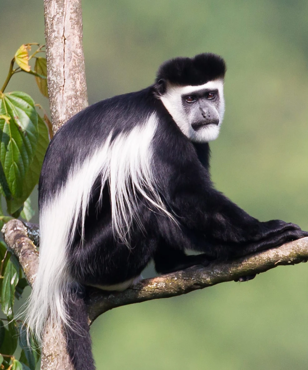 Bwindi National Park