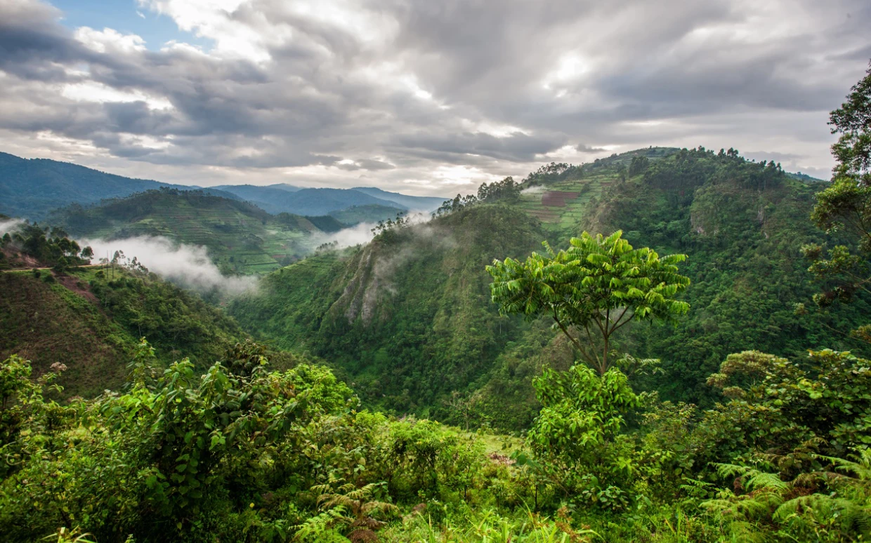 Bwindi National Park
