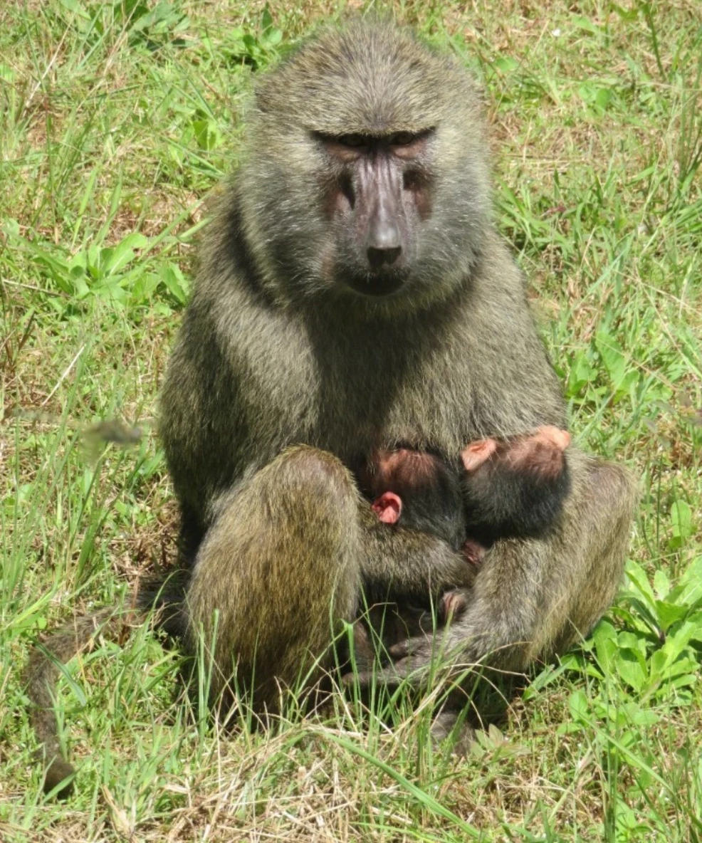 Gombe National Park