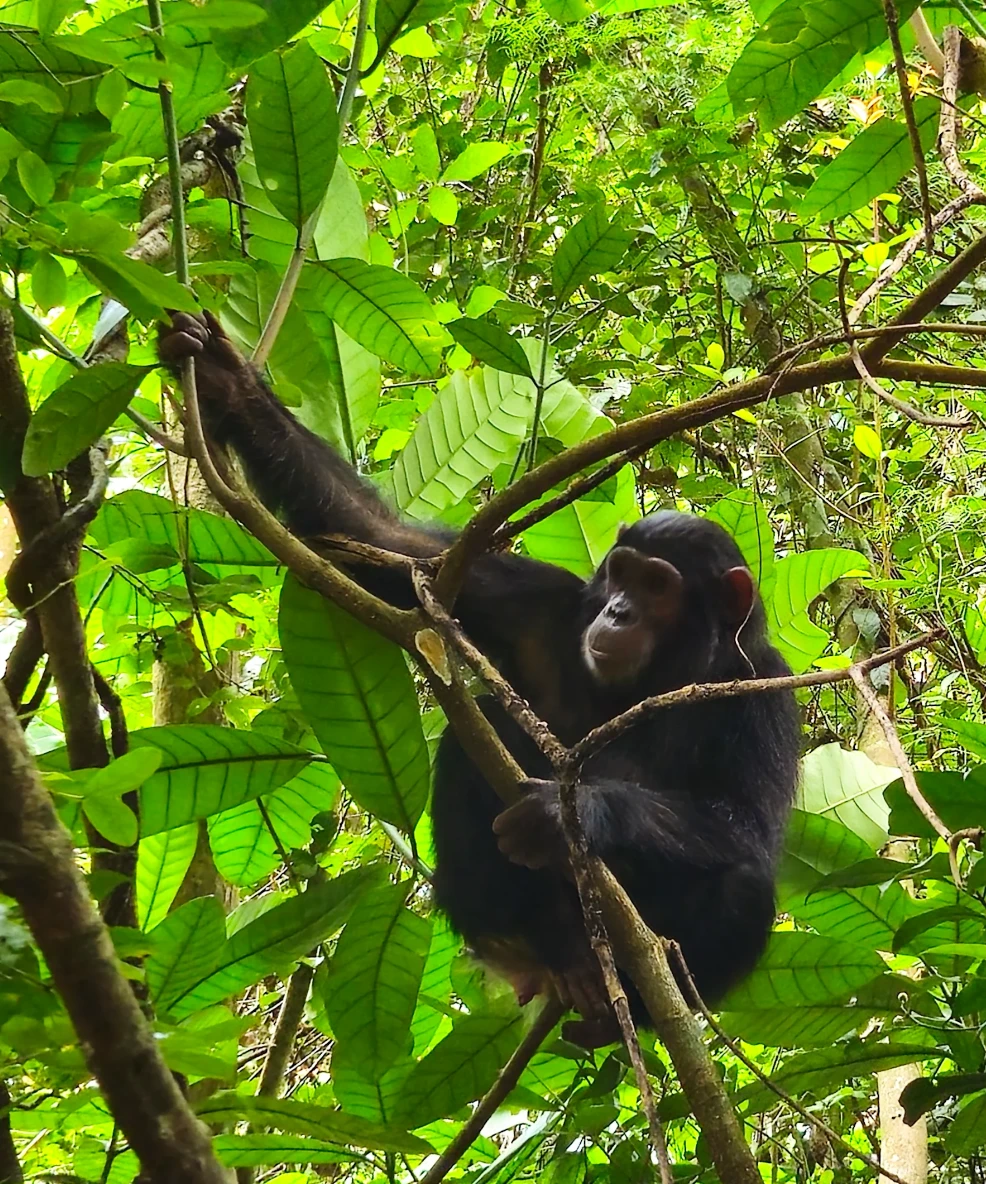 Gombe National Park