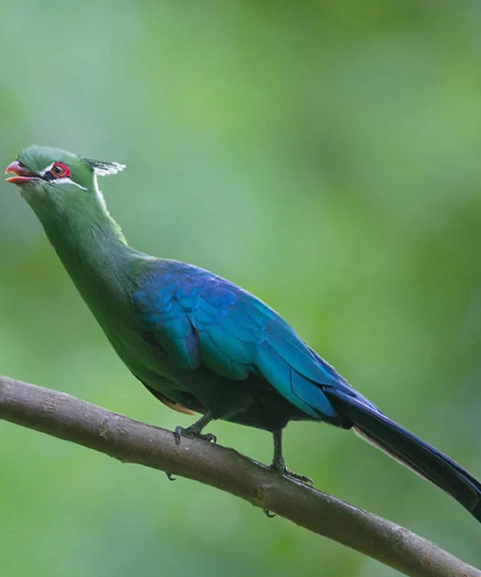 Gombe National Park