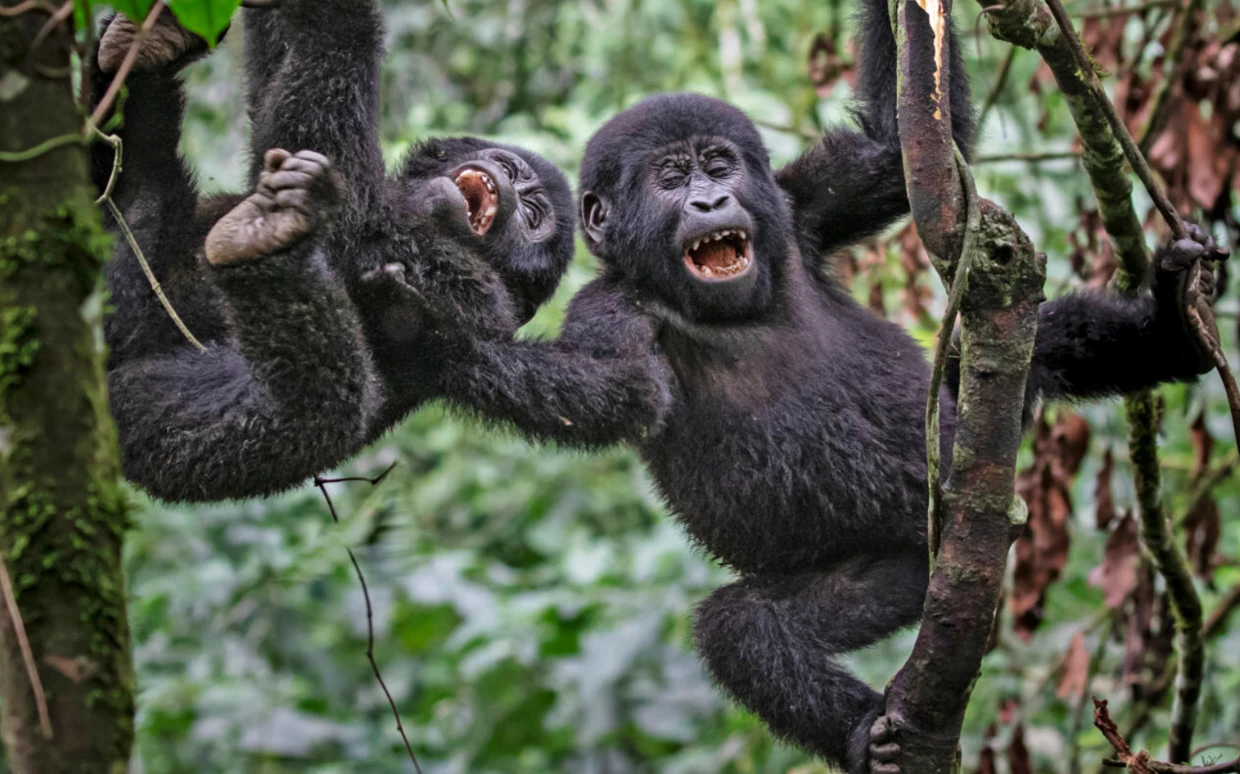 Gombe National Park