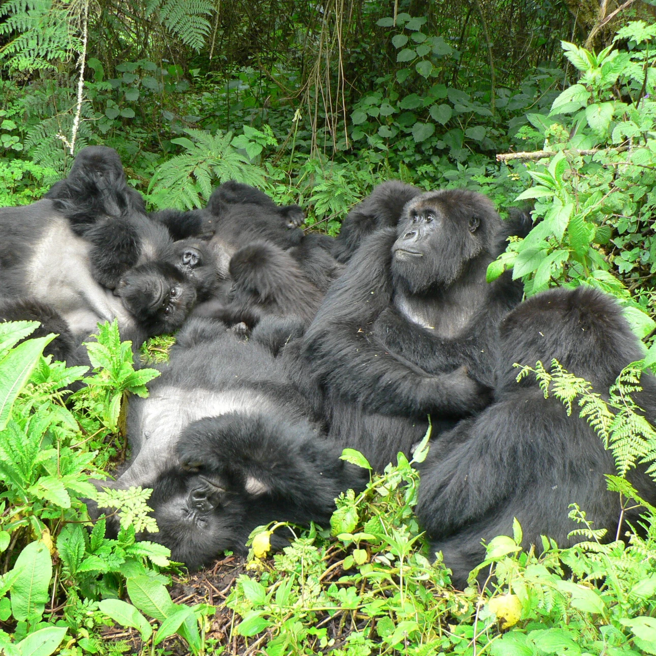 Gorilla Trekking