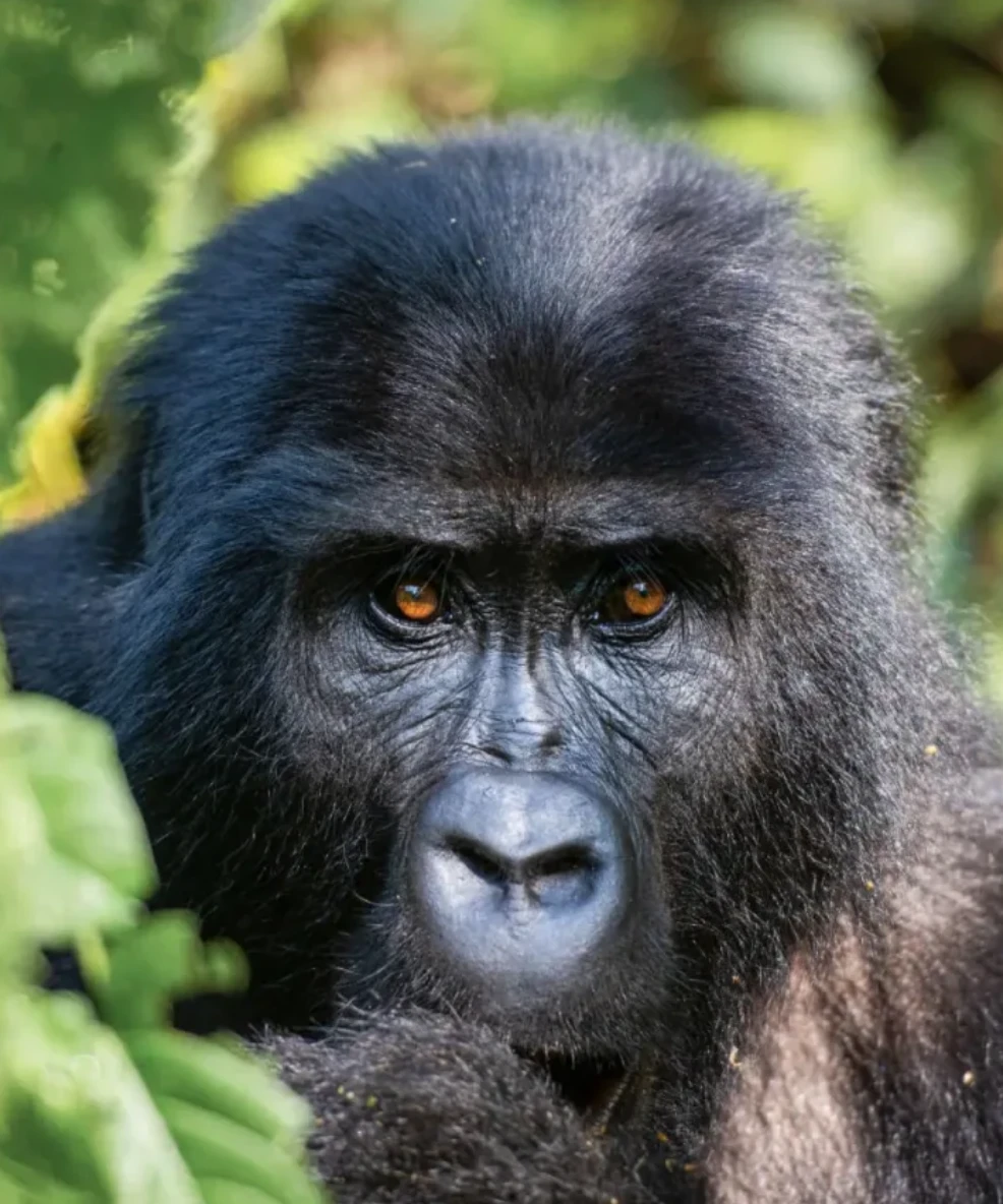 Gorilla Trekking