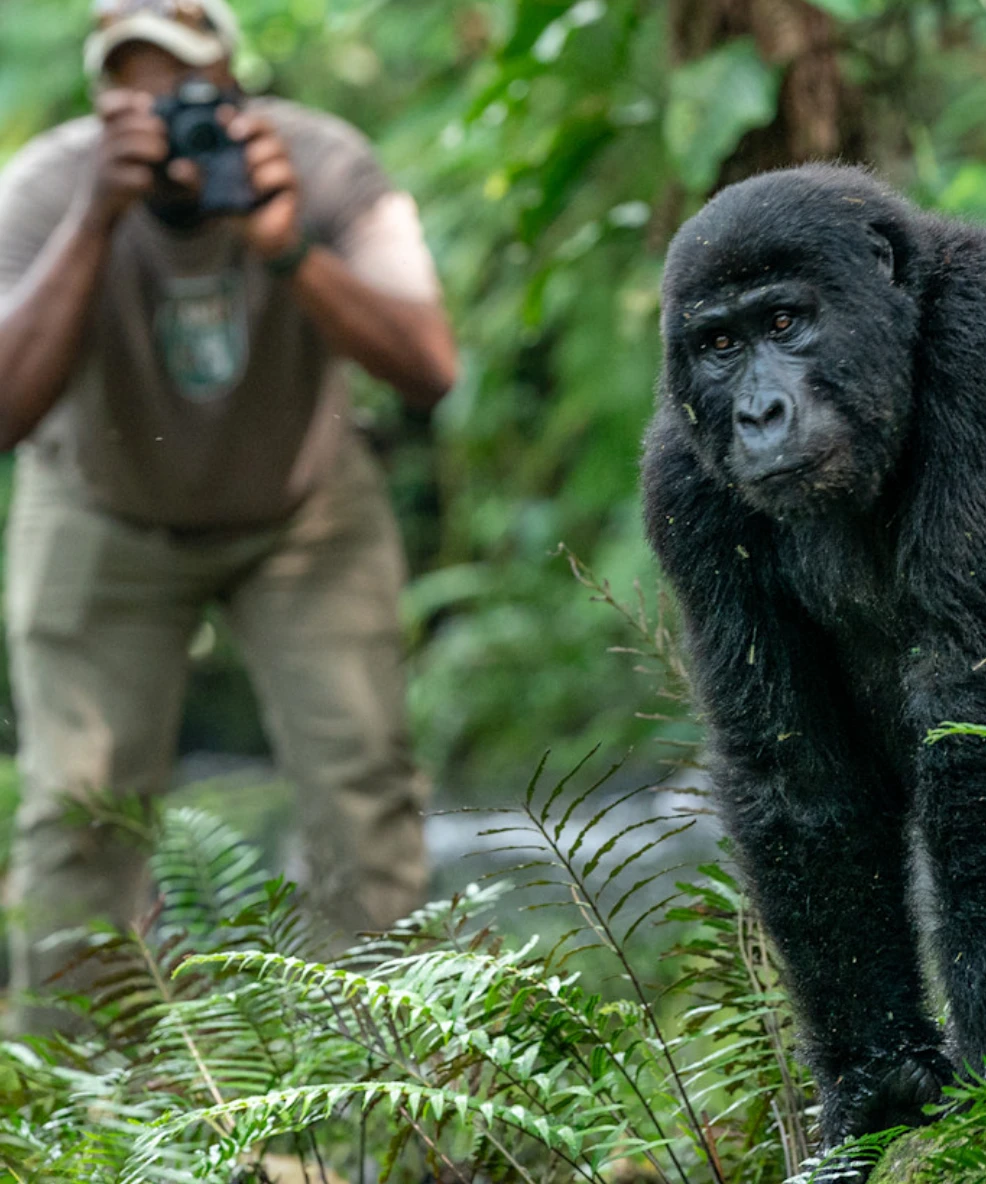 Gorilla Trekking