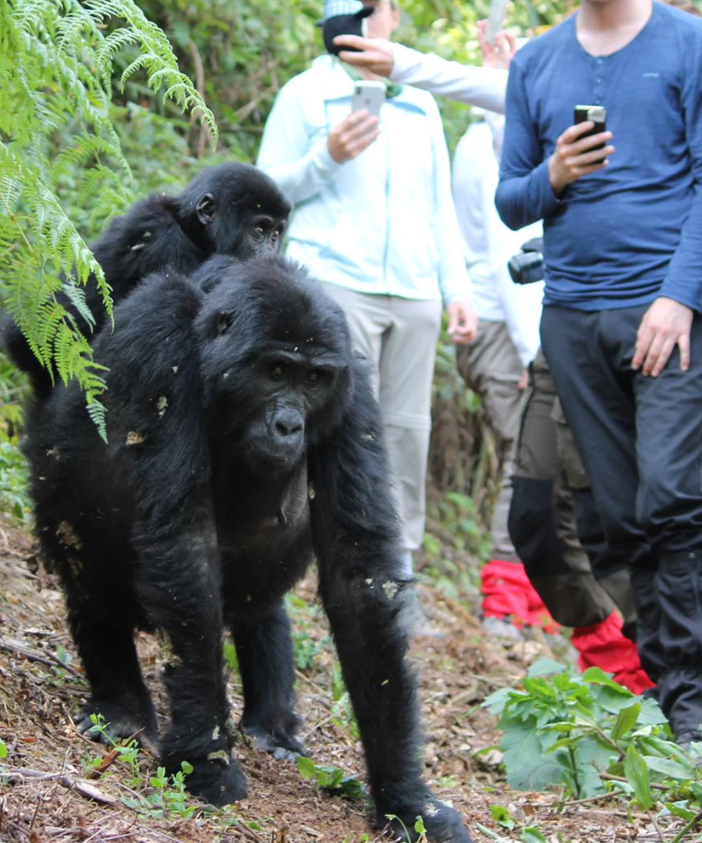 Gorilla Trekking