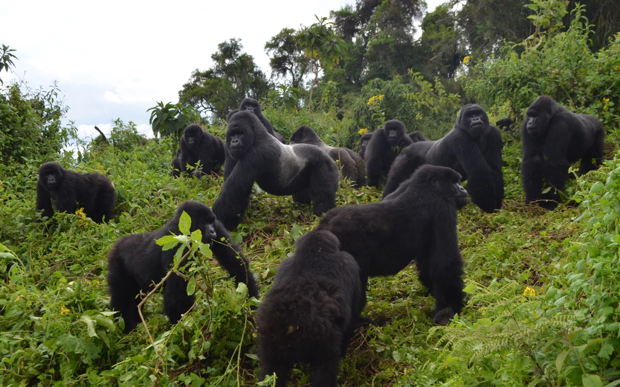 Gorilla Trekking