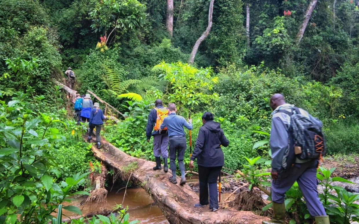 Gorilla Trekking