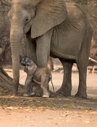 Kenya Attractions