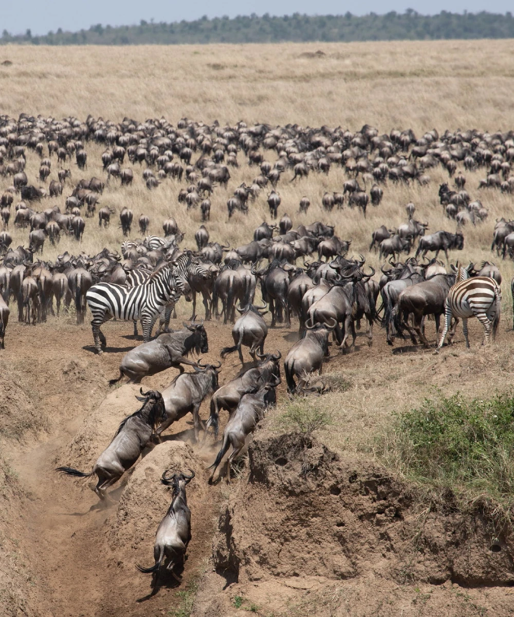 Kenya Safari Attractions