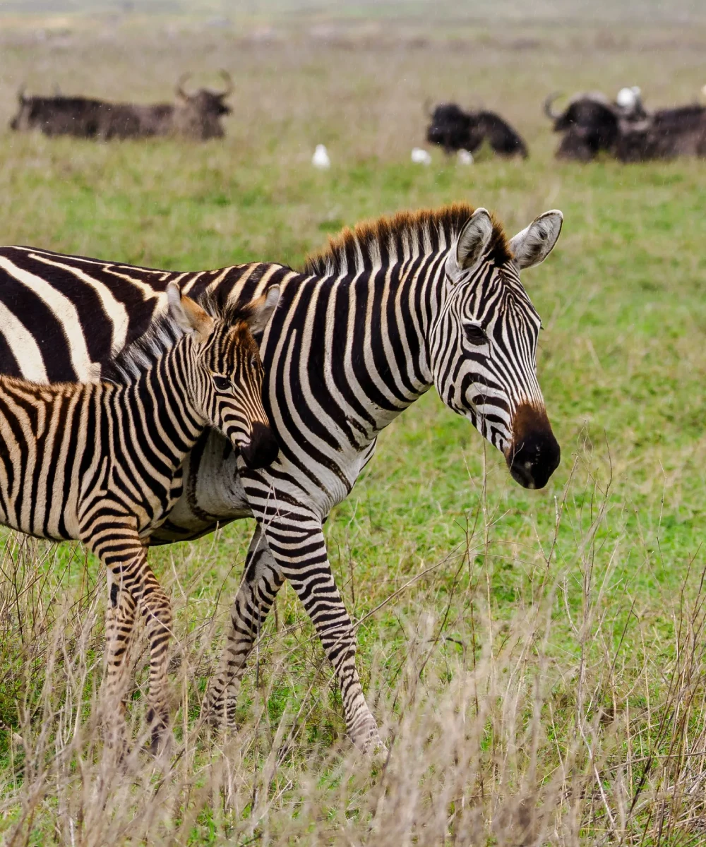 Kenya Safari