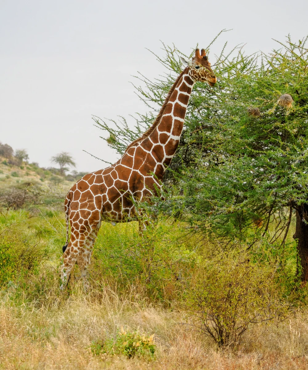 Kenya Wildlife Safari