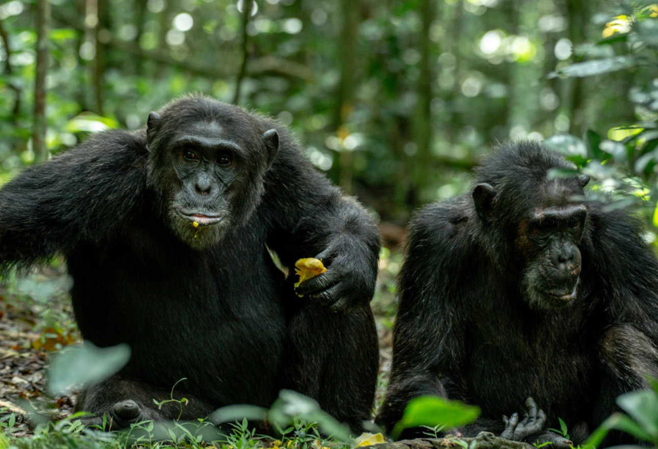 Kibale National Park