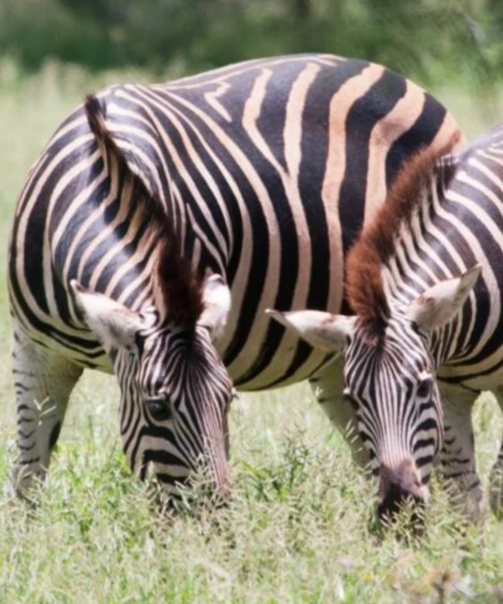Kibale National Park