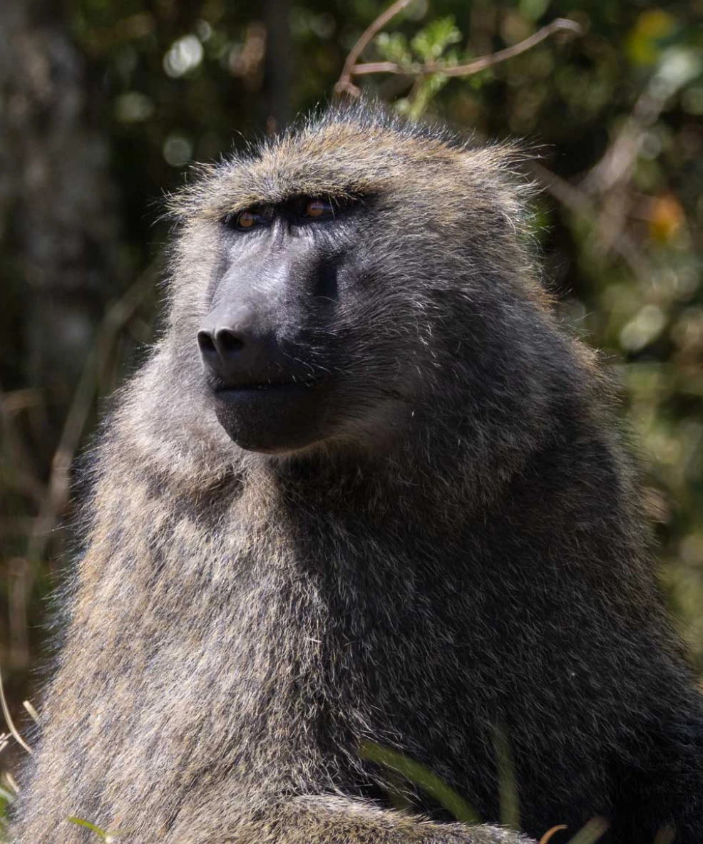 Kibale National Park