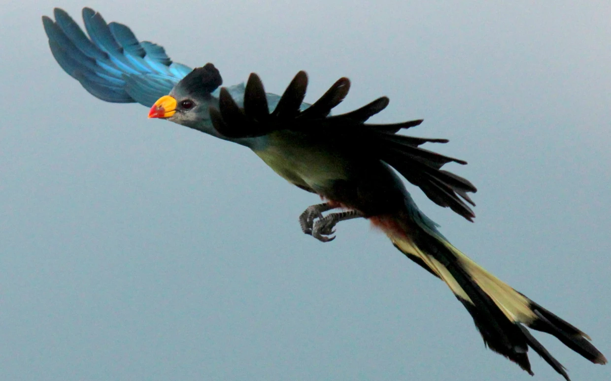Kibale National Park
