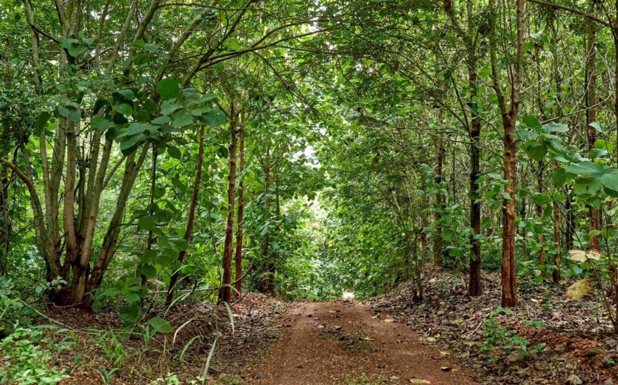 Kibale National Park