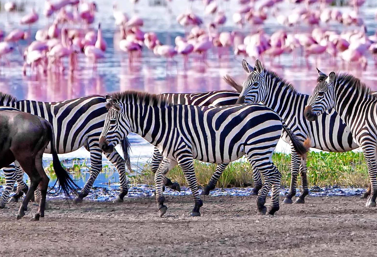 Lake Manyara National Park