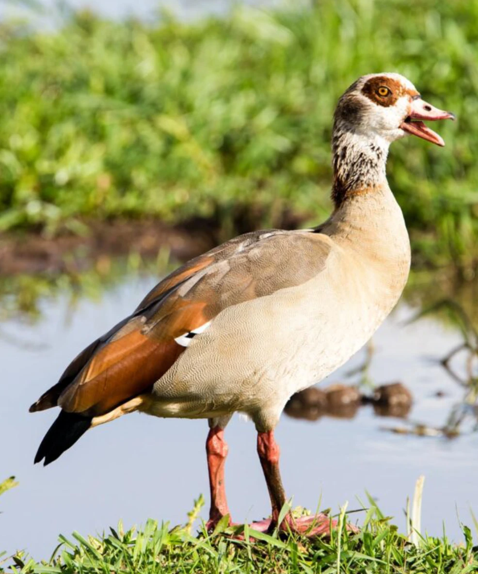 Lake Manyara National Park