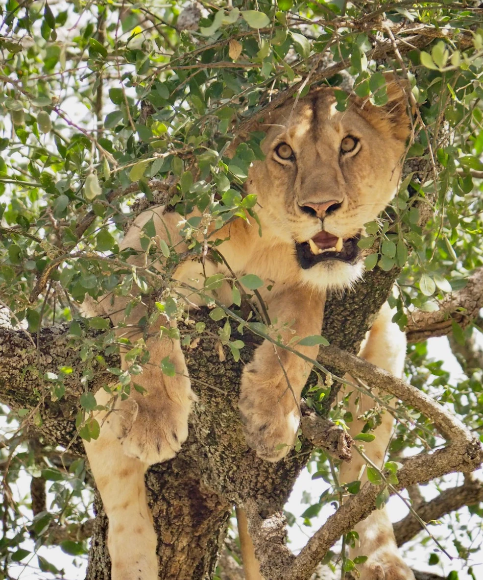 Lake Manyara National Park