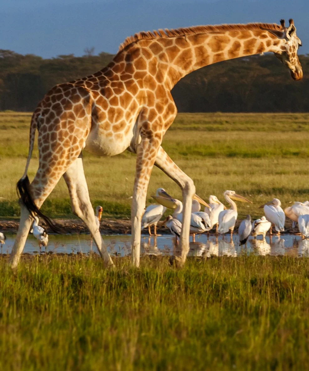 Lake Nakuru National Park