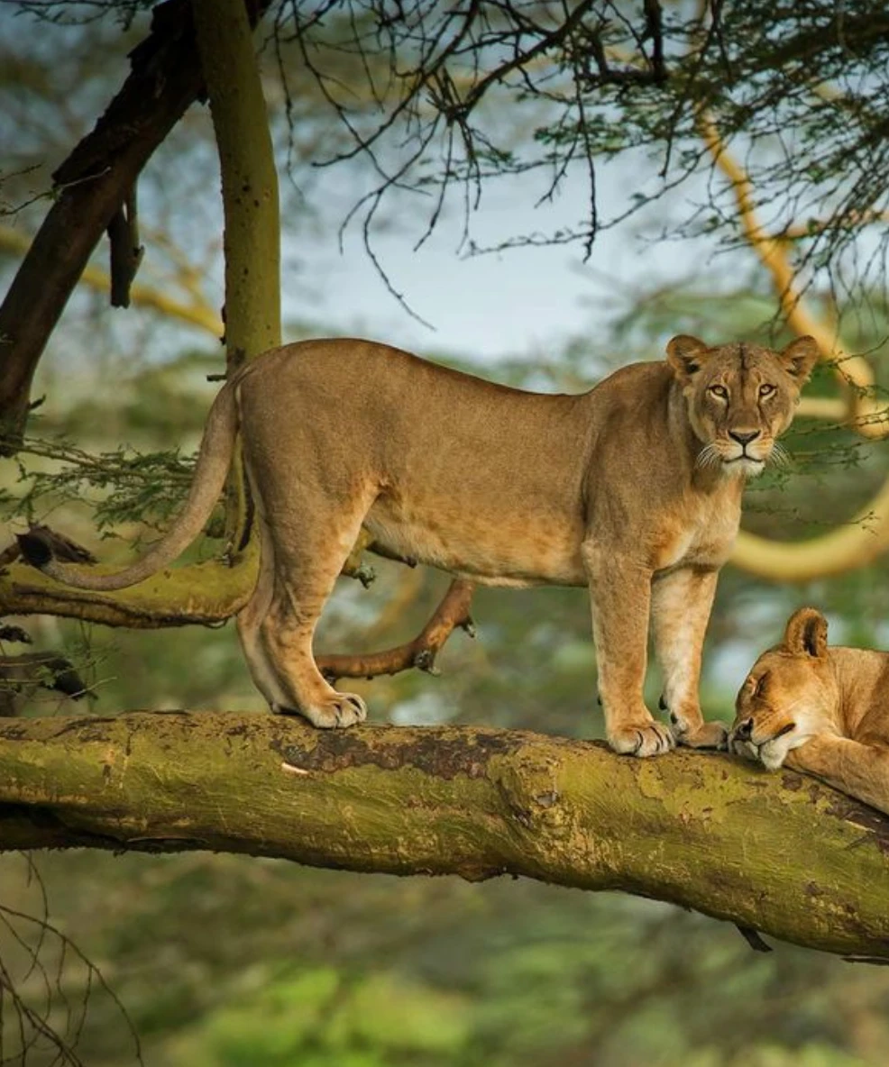Lake Nakuru National Park
