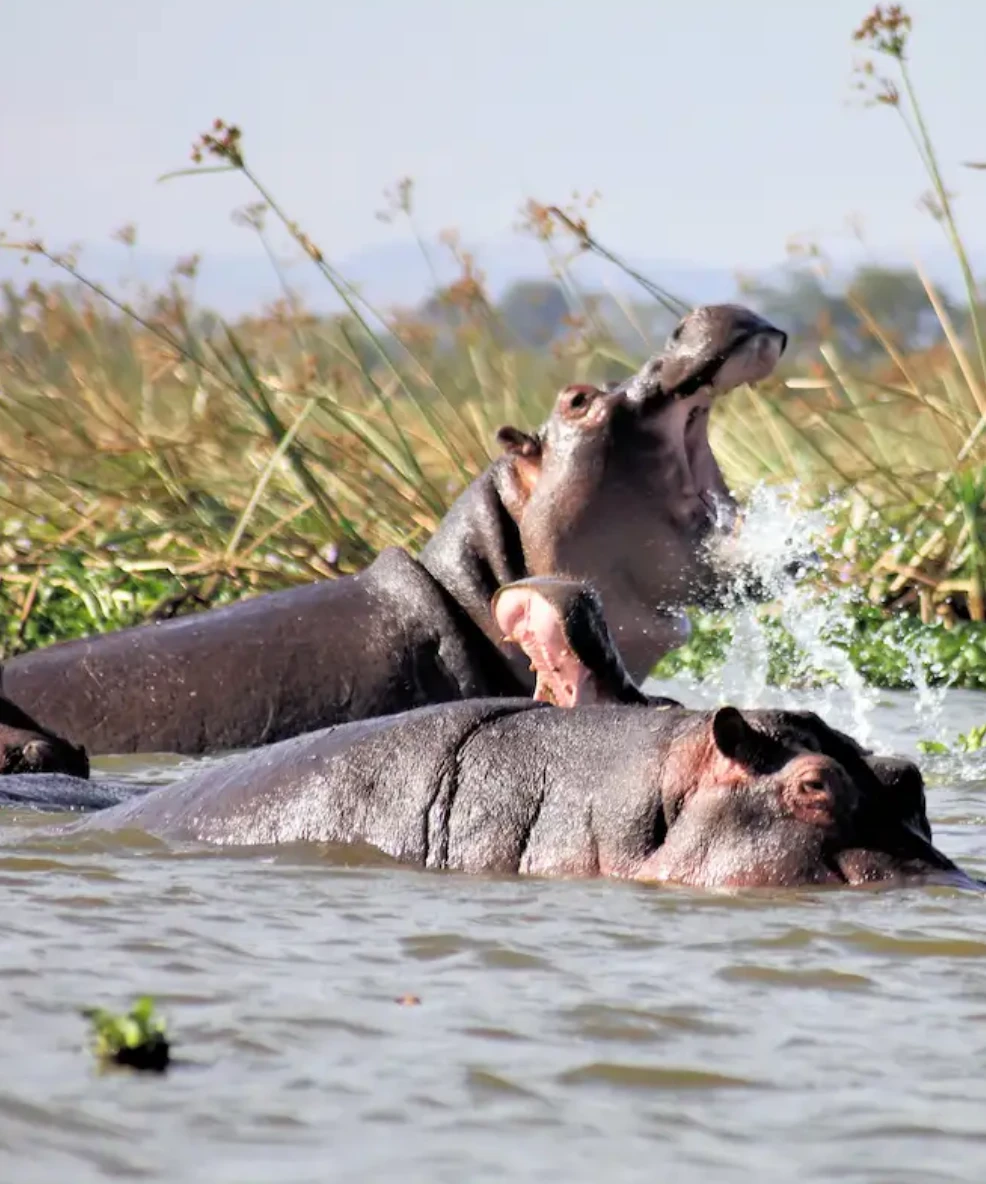 Lake Nakuru National Park