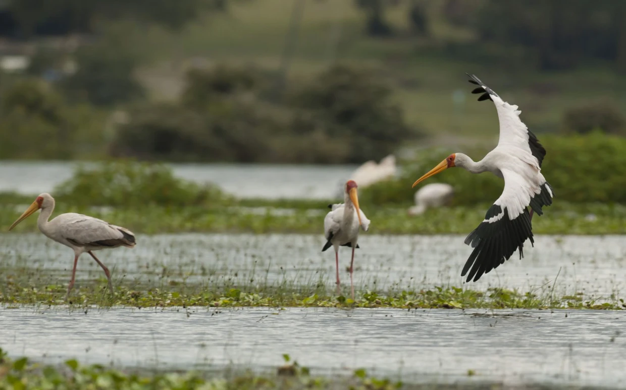 Lake Navisha National Park