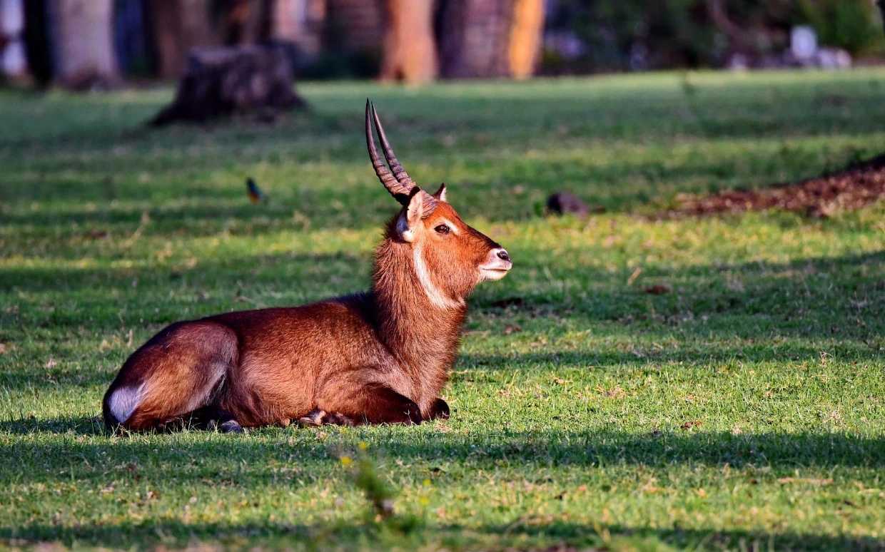 Lake Navisha National Park