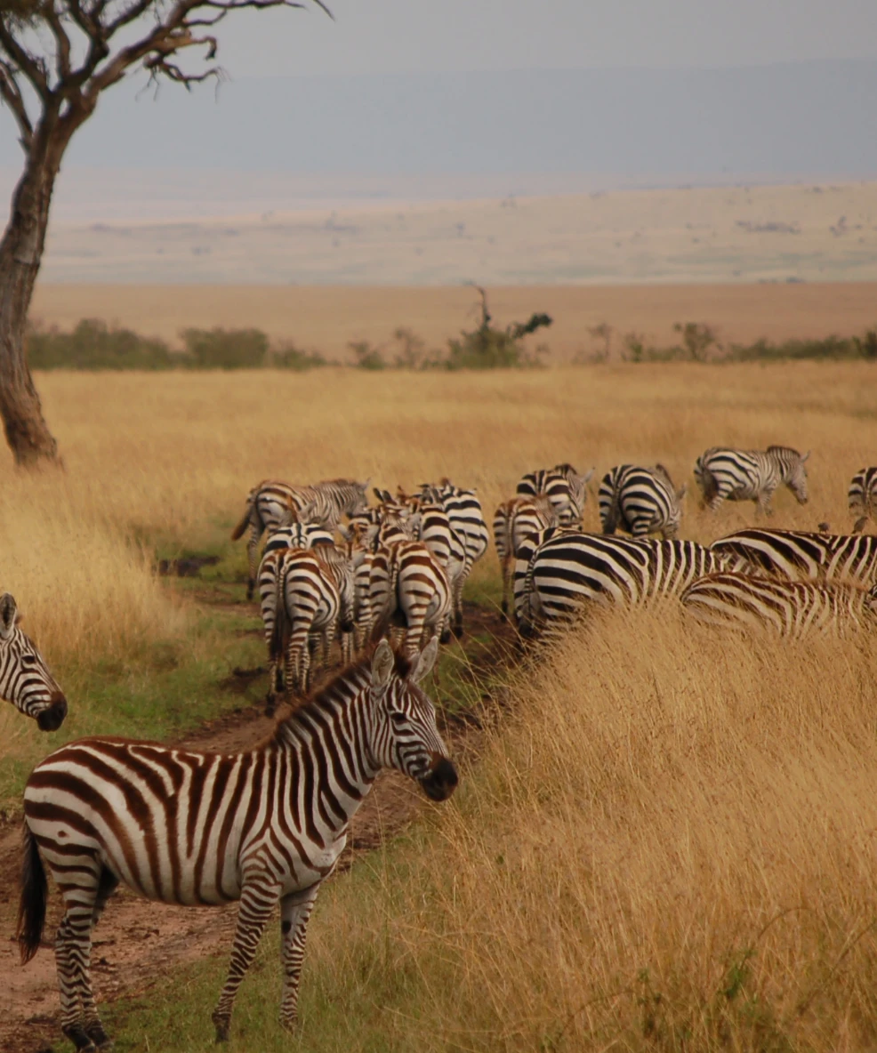 Maasai Mara National Reserve