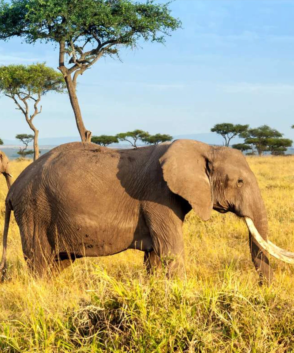 Maasai Mara National Reserve
