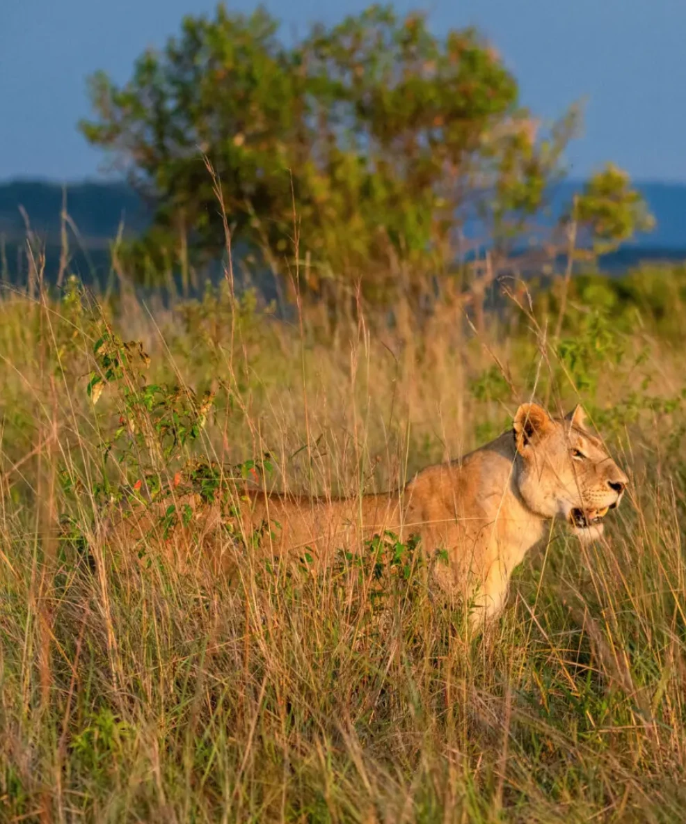 Maasai Mara National Reserve