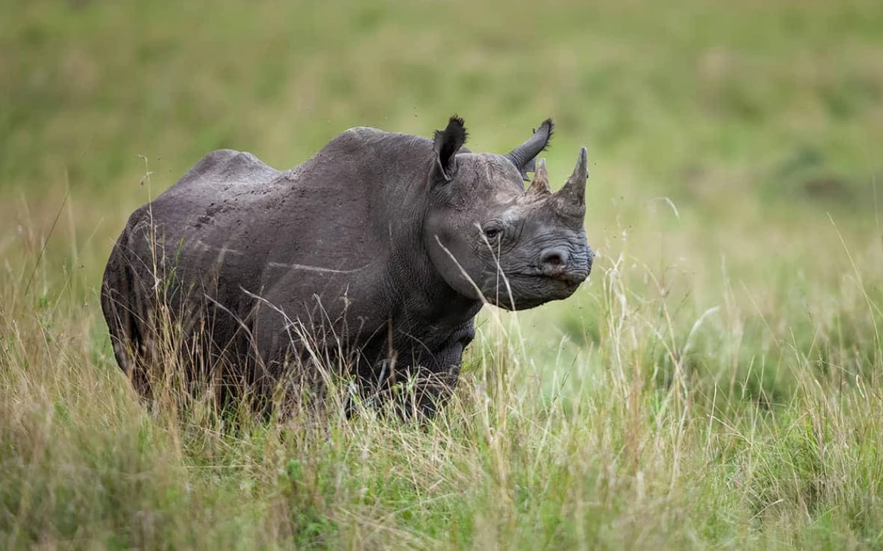 Maasai Mara National Reserve