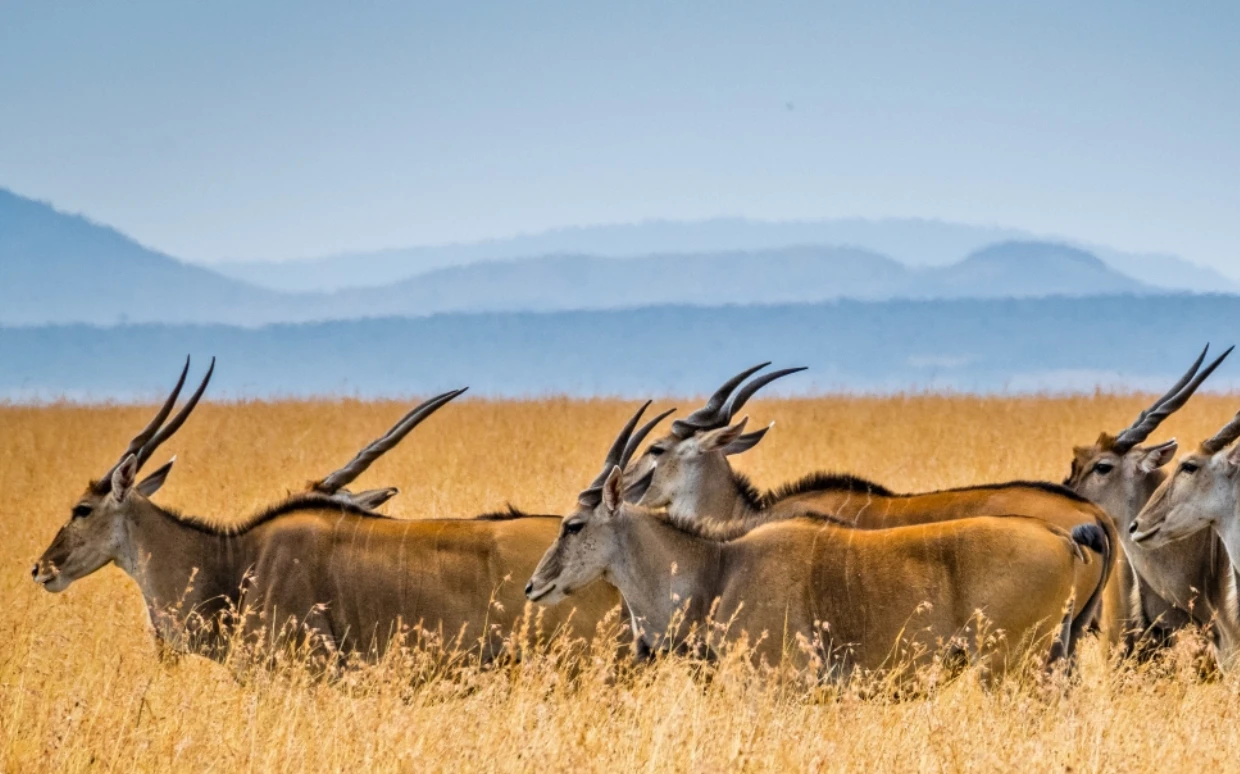 Maasai Mara National Reserve