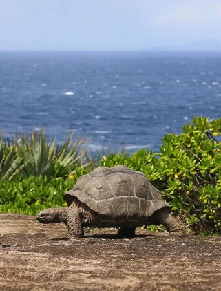 Mauritius Destinations