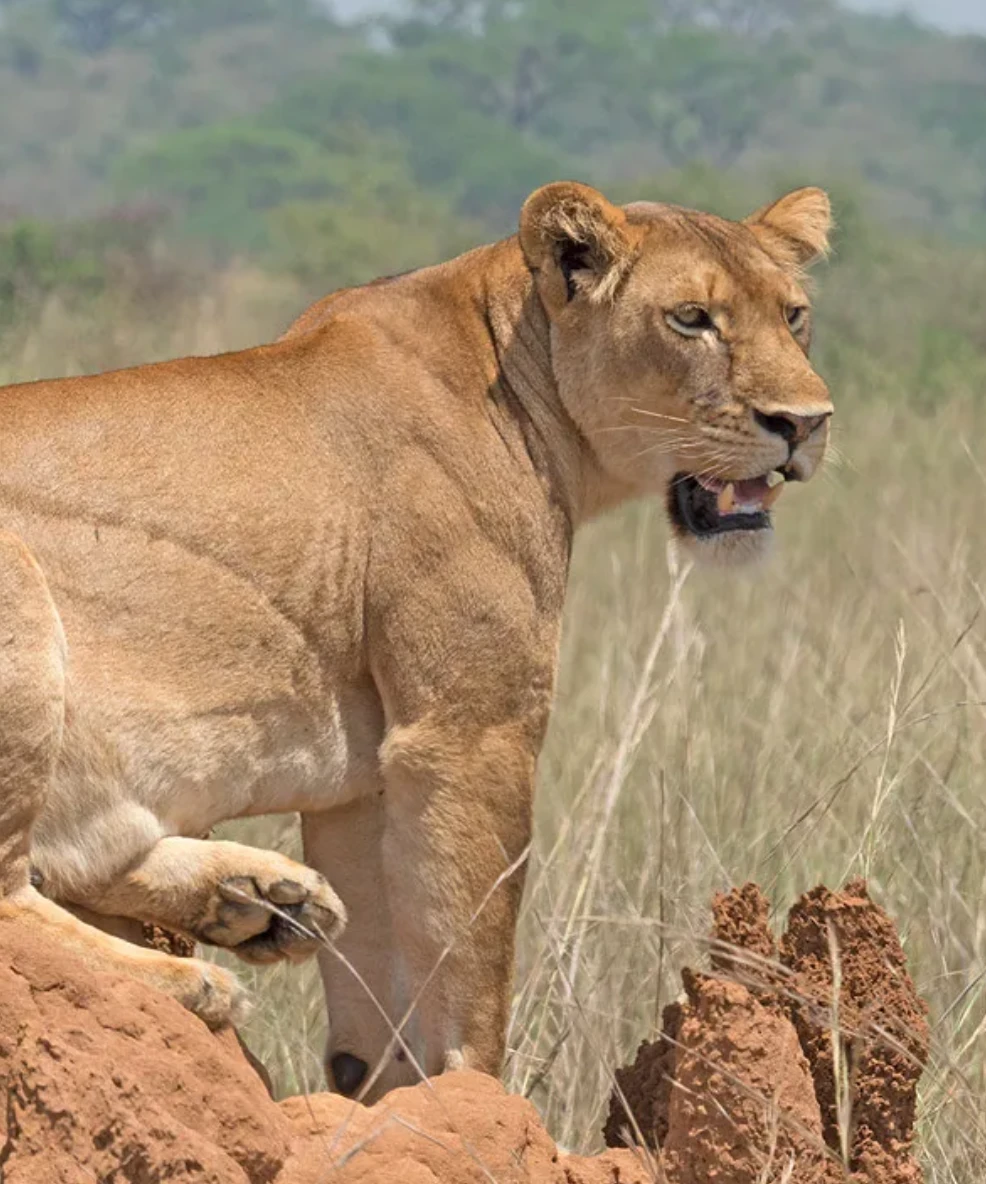 Murchison National Park