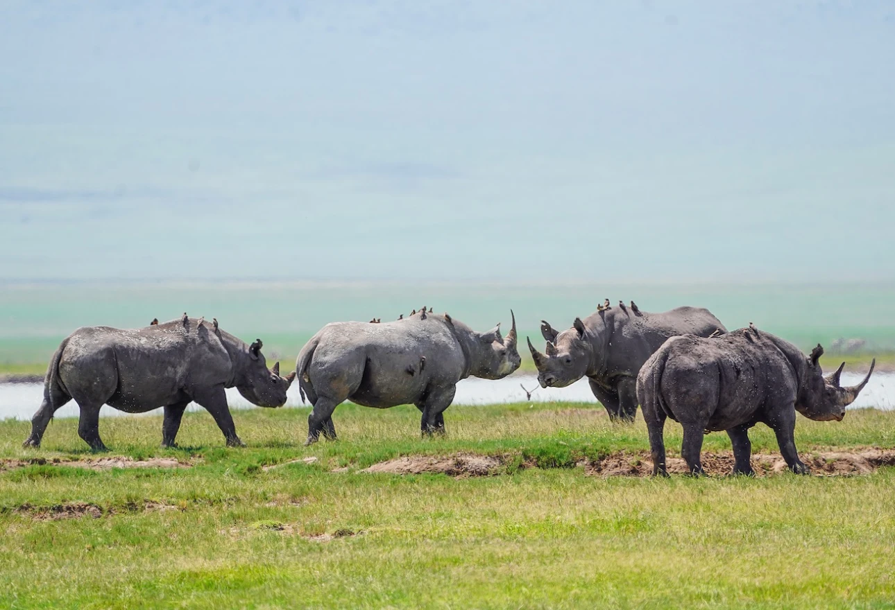 Ngorongoro Crater