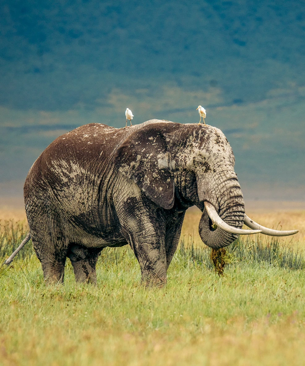 Ngorongoro Crater