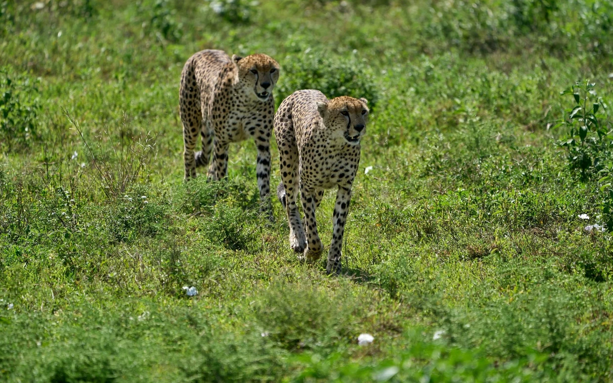 Ngorongoro Crater