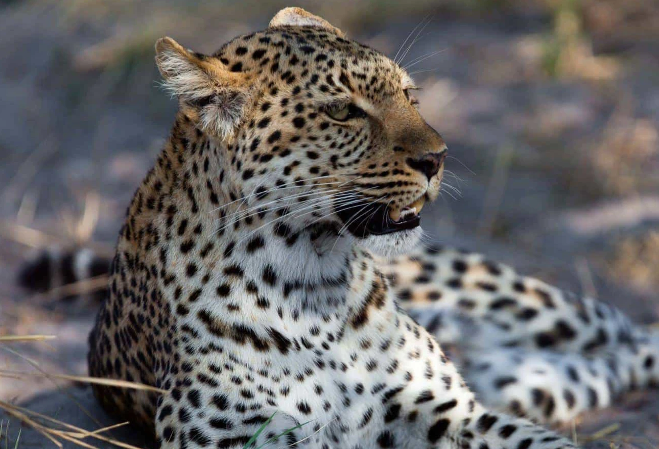 Nyerere National Park