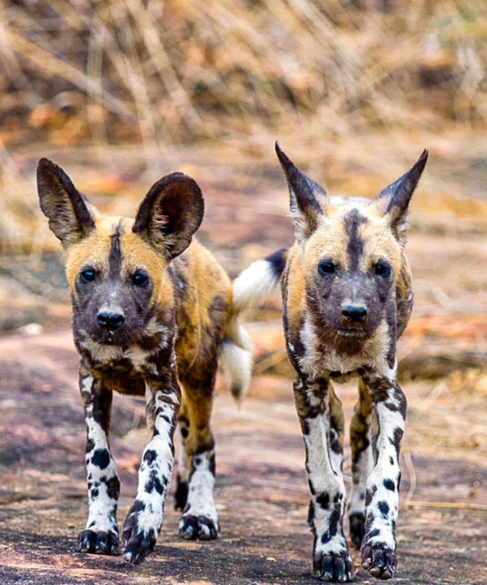 Nyerere National Park