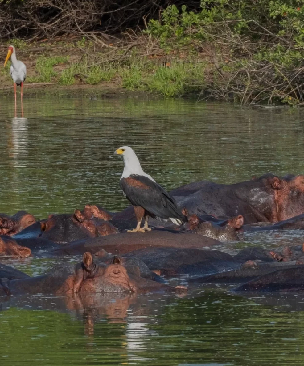 Nyerere National Park