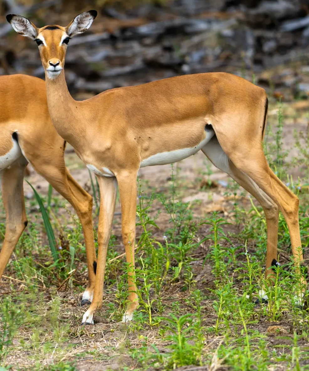 Nyerere National Park