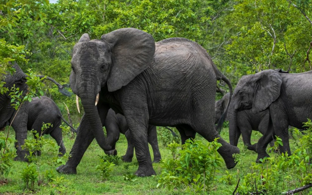 Nyerere National Park