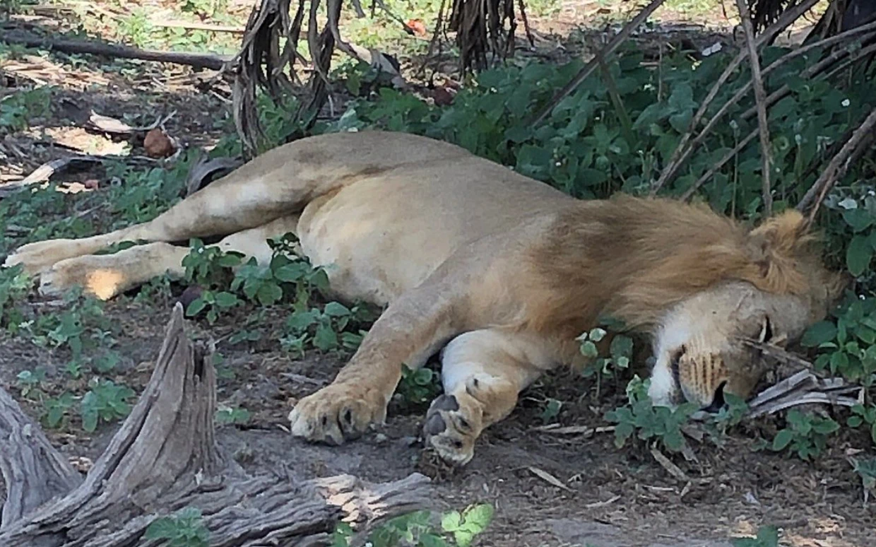 Nyerere National Park