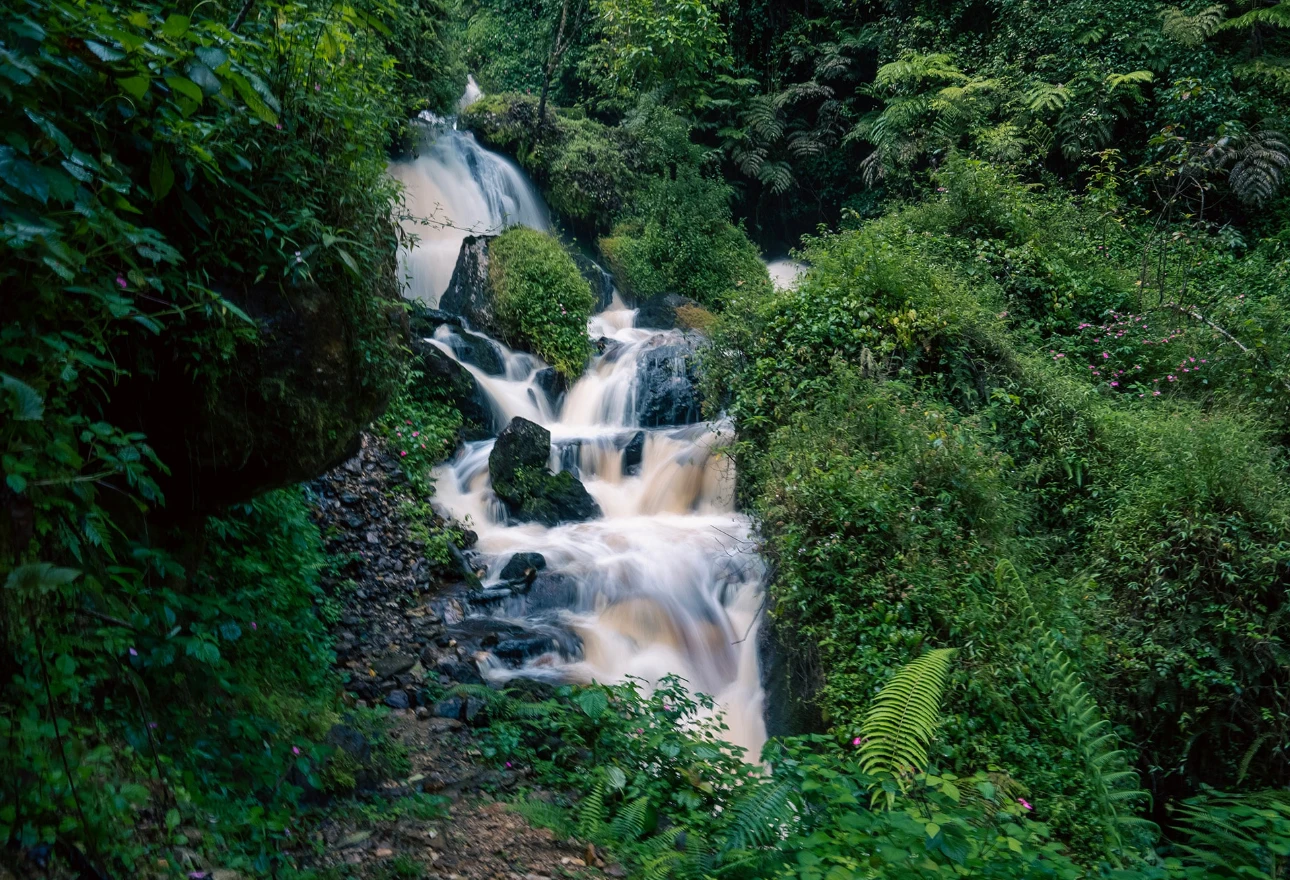 Nyungwe National Park